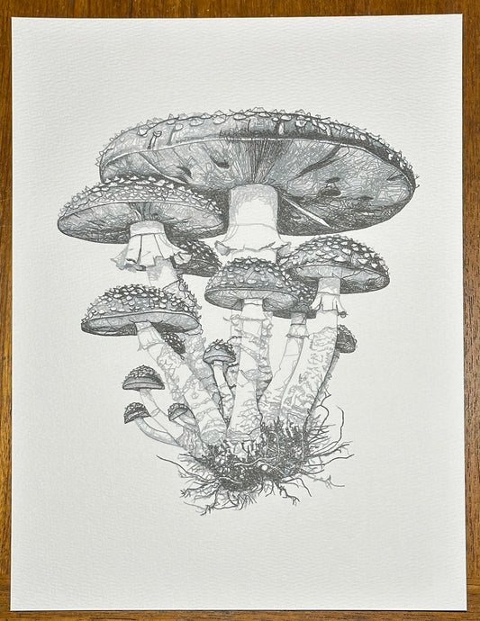 Mushroom 0003