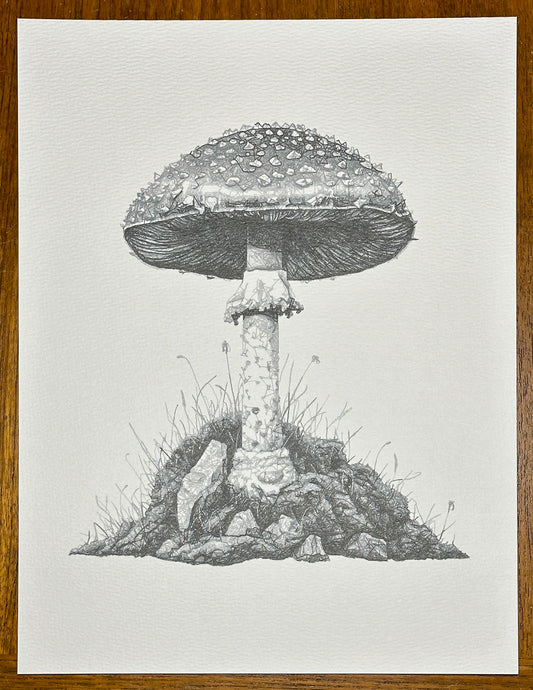Mushroom 0002